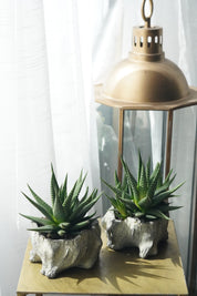 Small Succulent