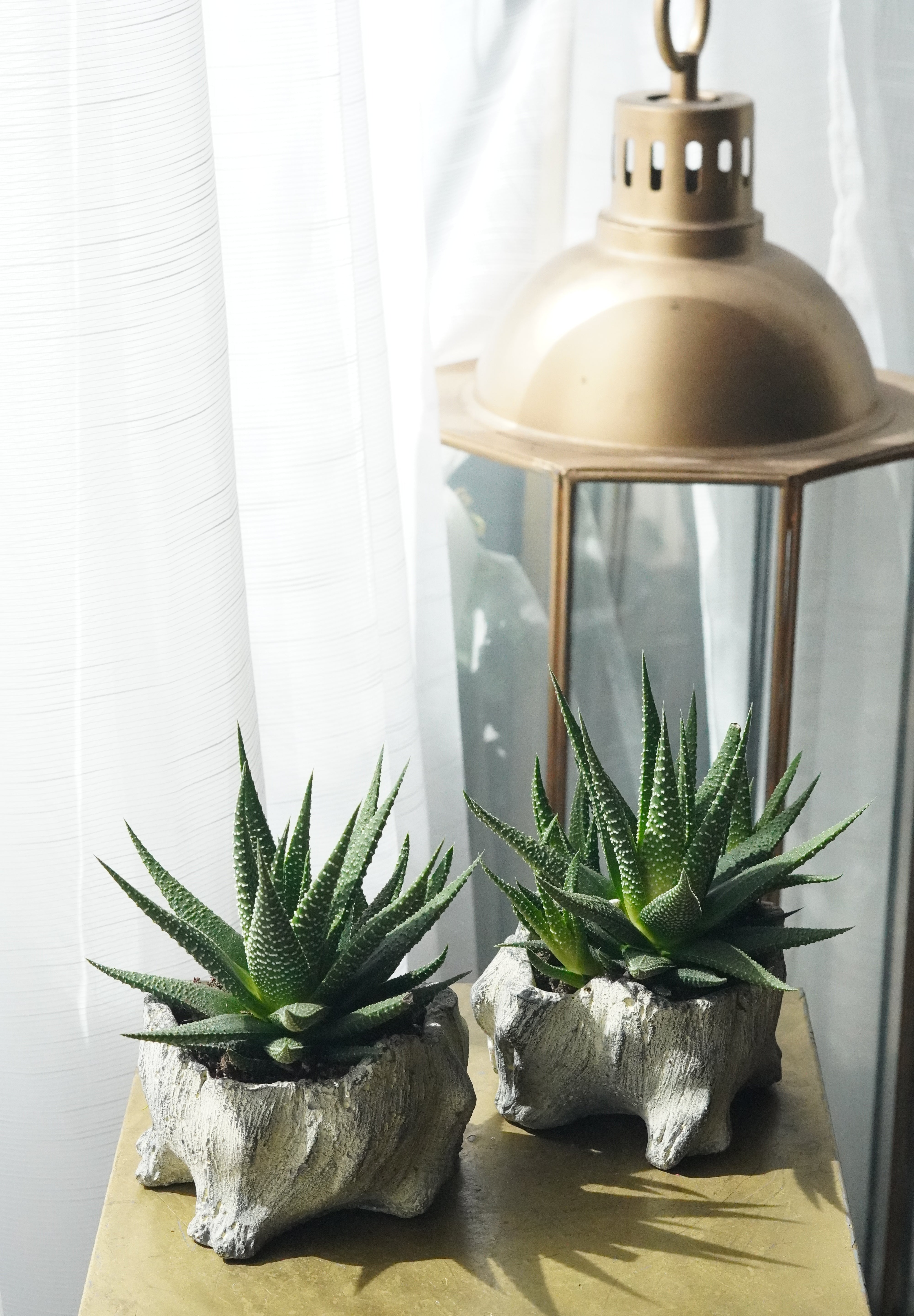 Small Succulent
