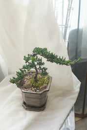 Mini bonsai tree in brown ceramic pot with natural stone detail, traditional bonsai style, plant gift Toronto