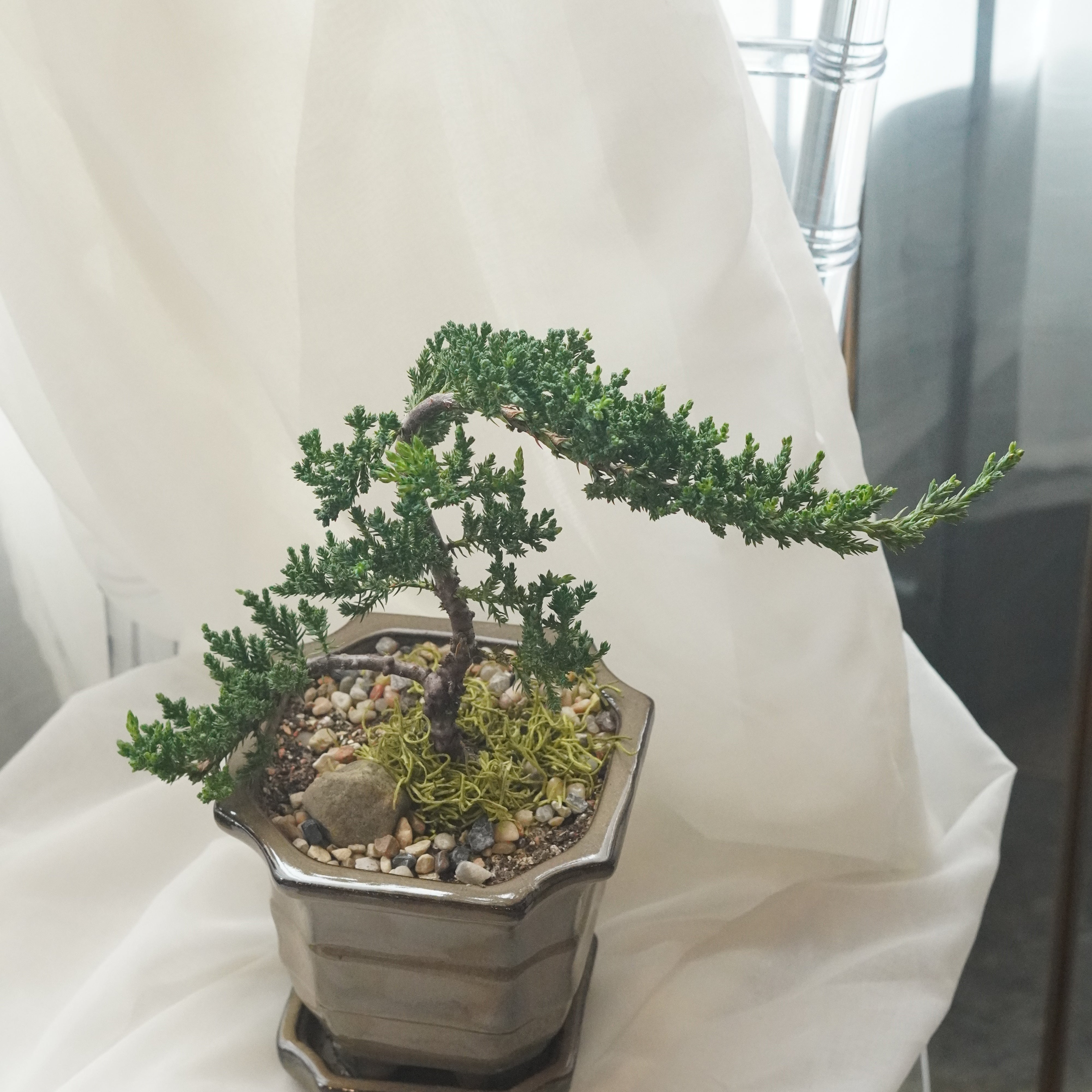 Mini bonsai tree in brown ceramic pot with natural stone detail, traditional bonsai style, plant gift Toronto