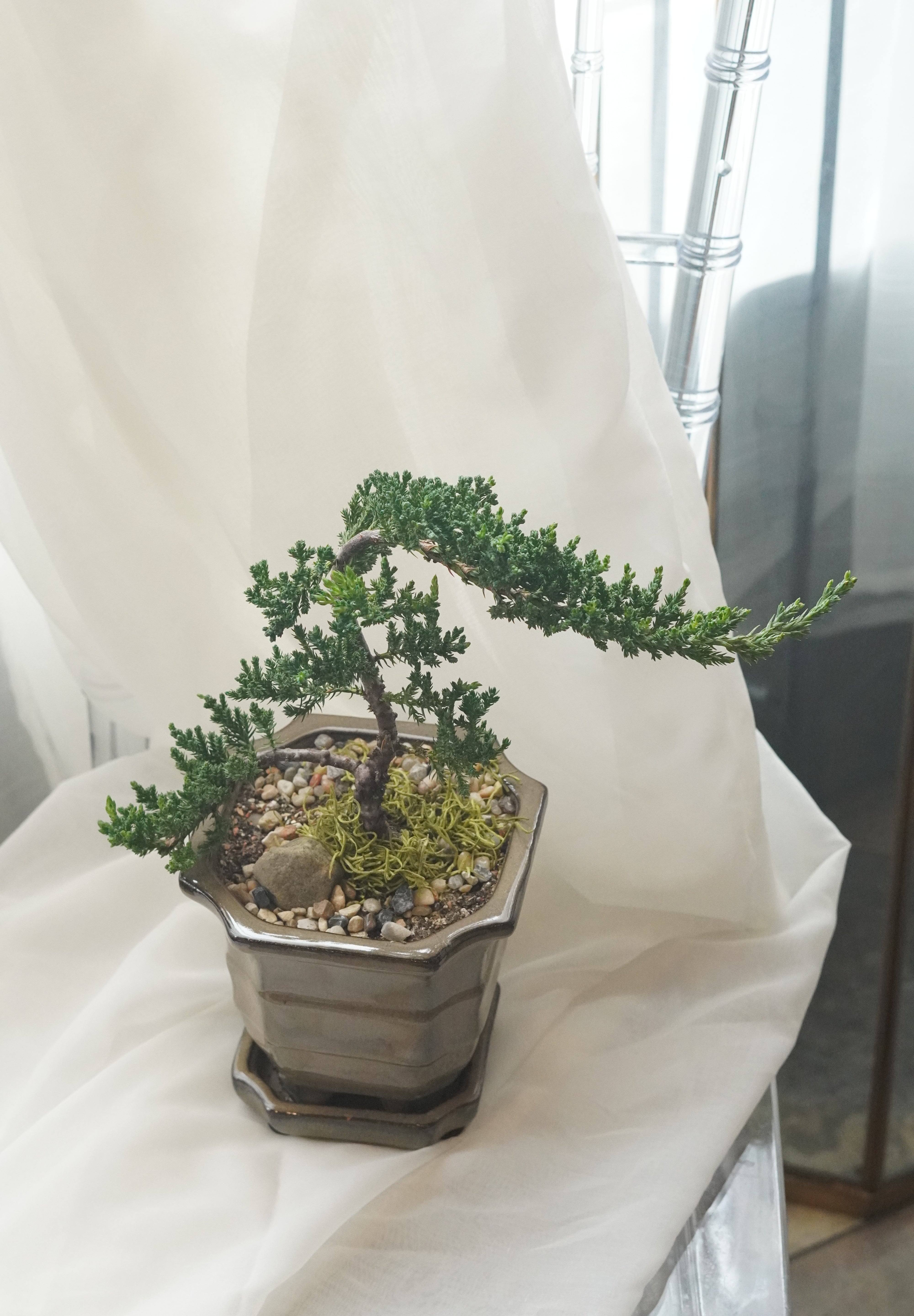 Mini bonsai tree in brown ceramic pot with natural stone detail, traditional bonsai style, plant gift Toronto
