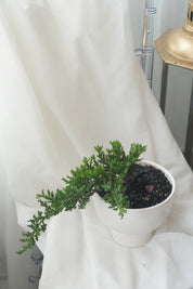 Mini bonsai tree in white ceramic pot with cascading branch, modern indoor plant decor, Toronto flower shop