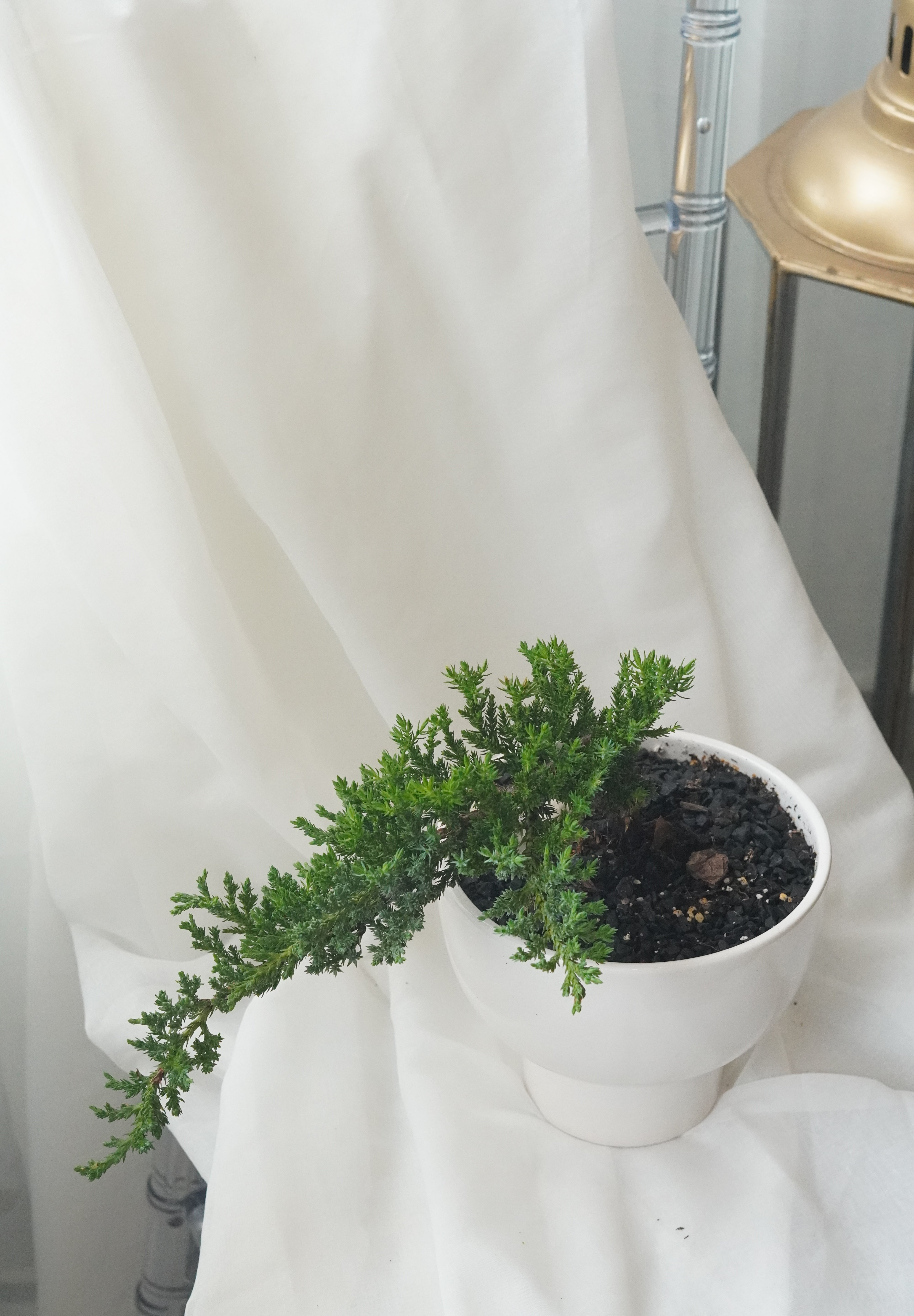 Mini bonsai tree in white ceramic pot with cascading branch, modern indoor plant decor, Toronto flower shop