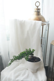 Indoor mini bonsai in white pot by window light, minimalist home decor plant, bonsai gift Toronto