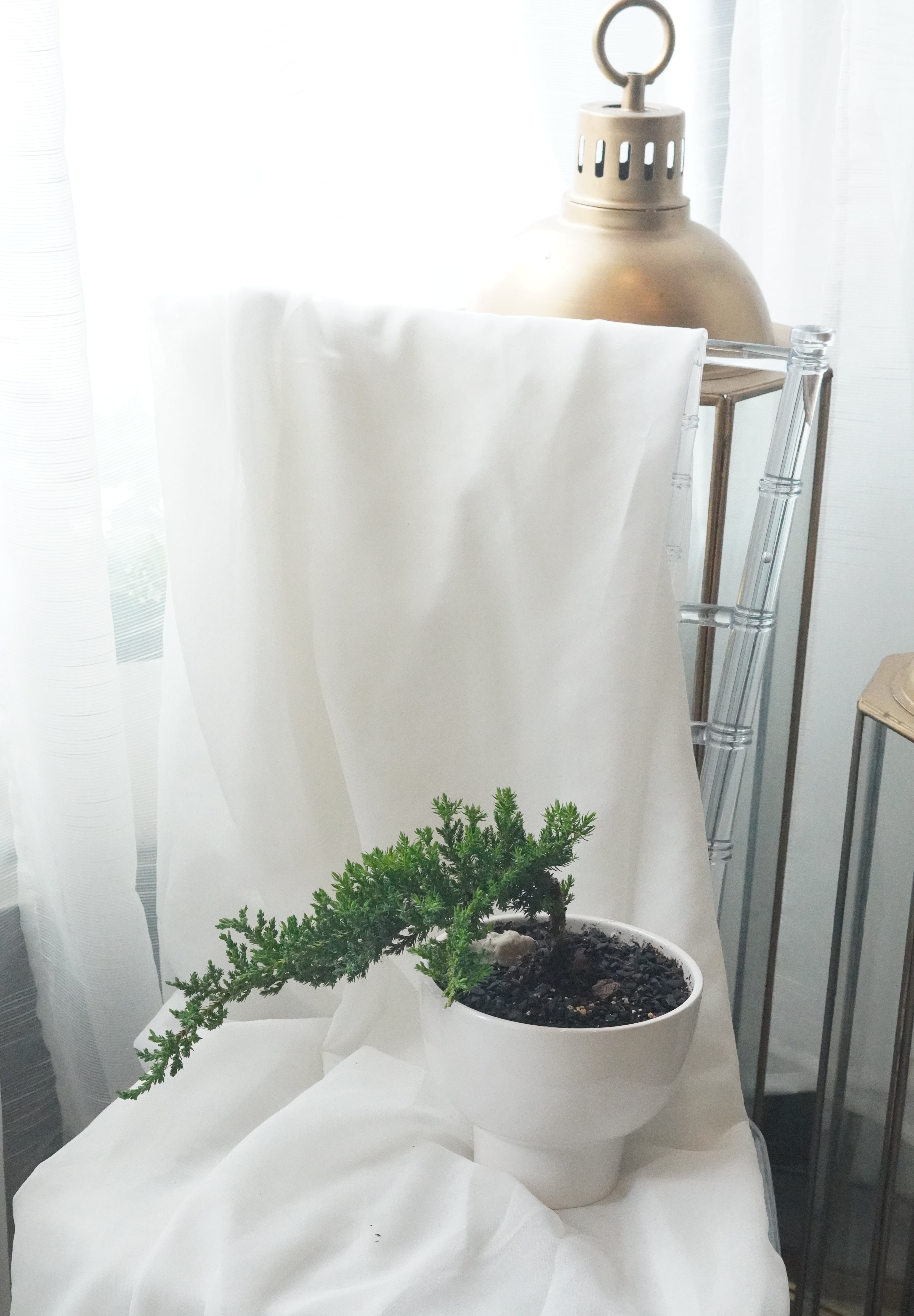 Indoor mini bonsai in white pot by window light, minimalist home decor plant, bonsai gift Toronto