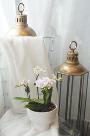 Mini Sympathy Orchids Pot