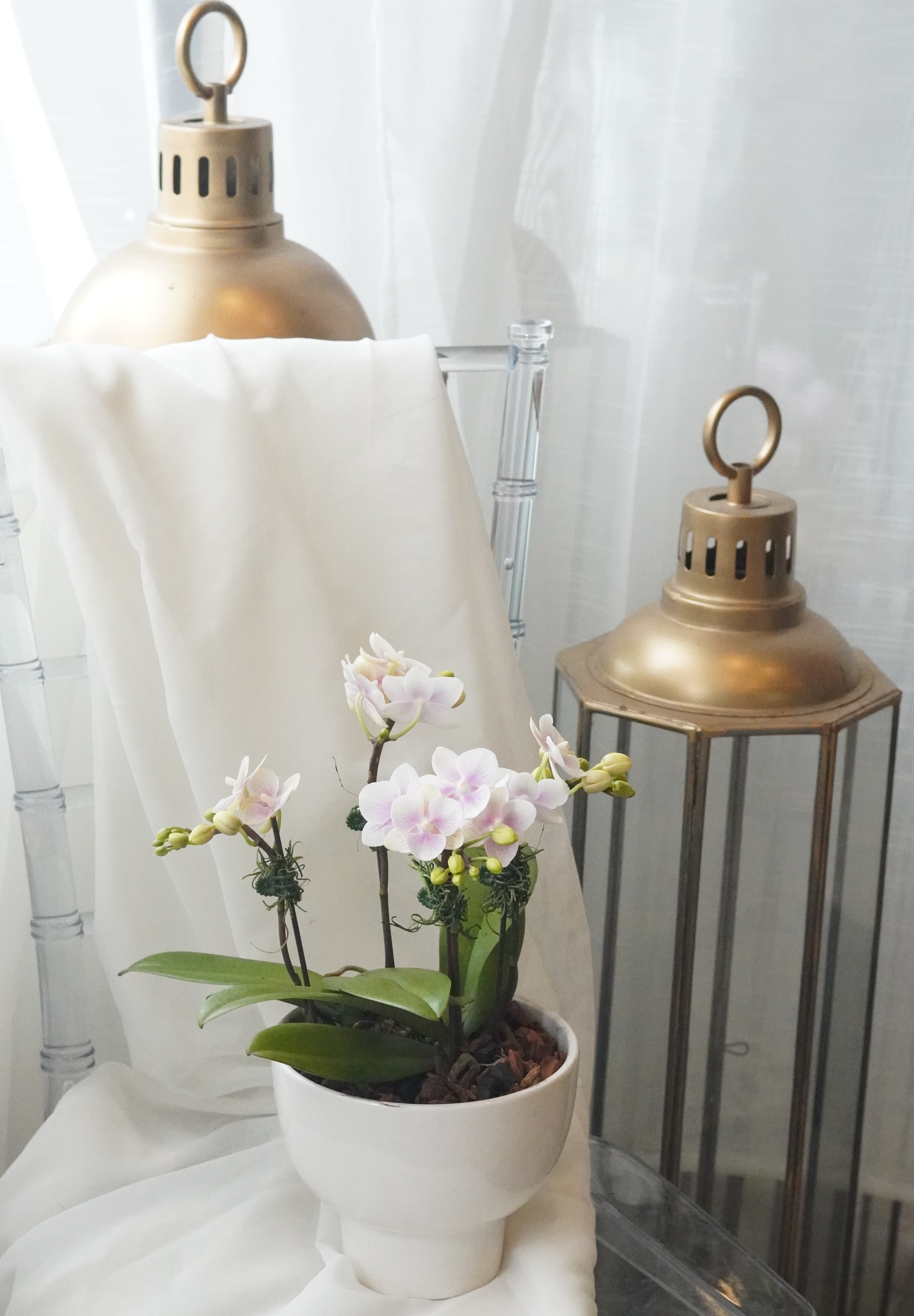 Mini Sympathy Orchids Pot