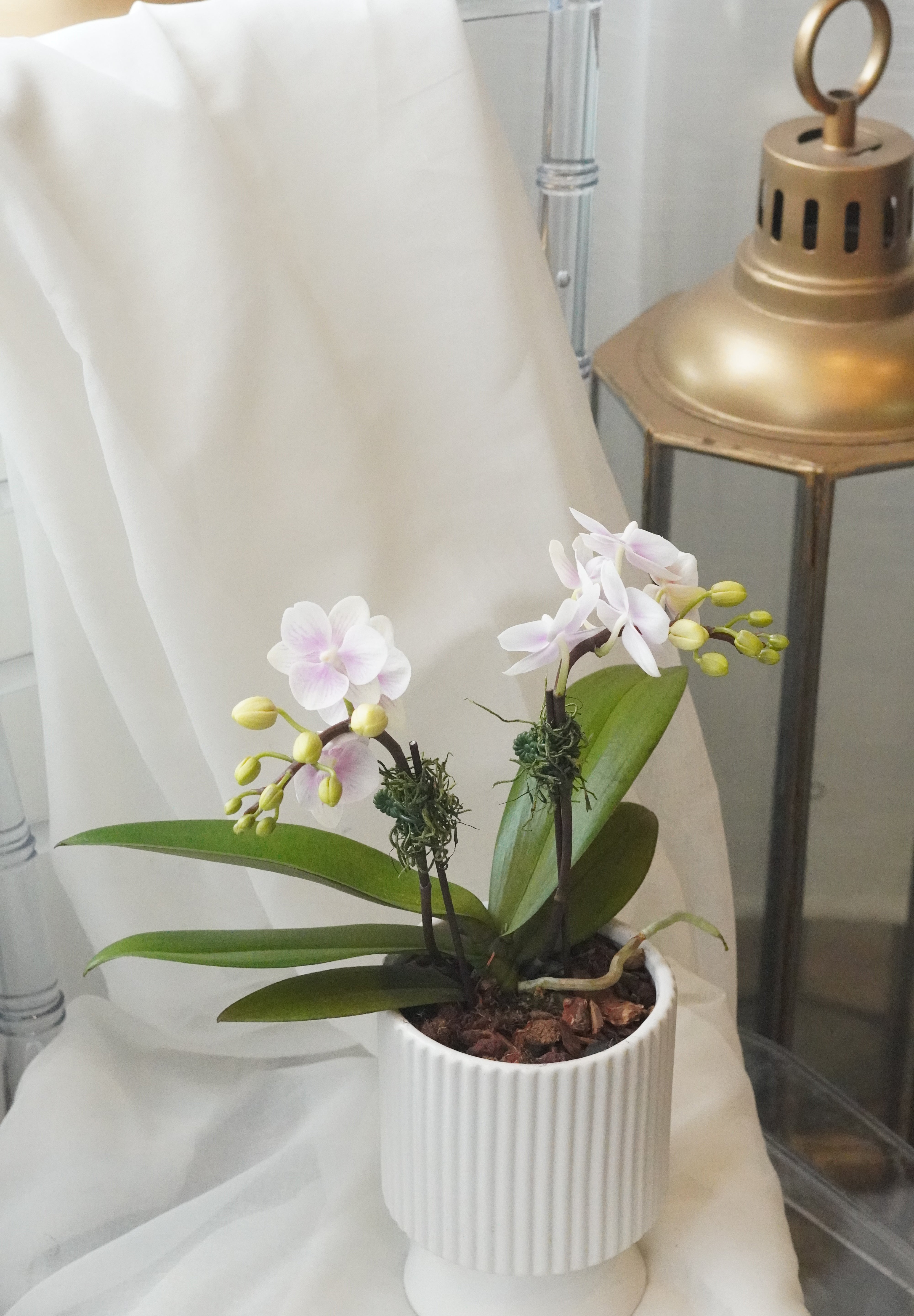 单株迷你兰花