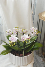 Mini Sympathy Orchids Pot