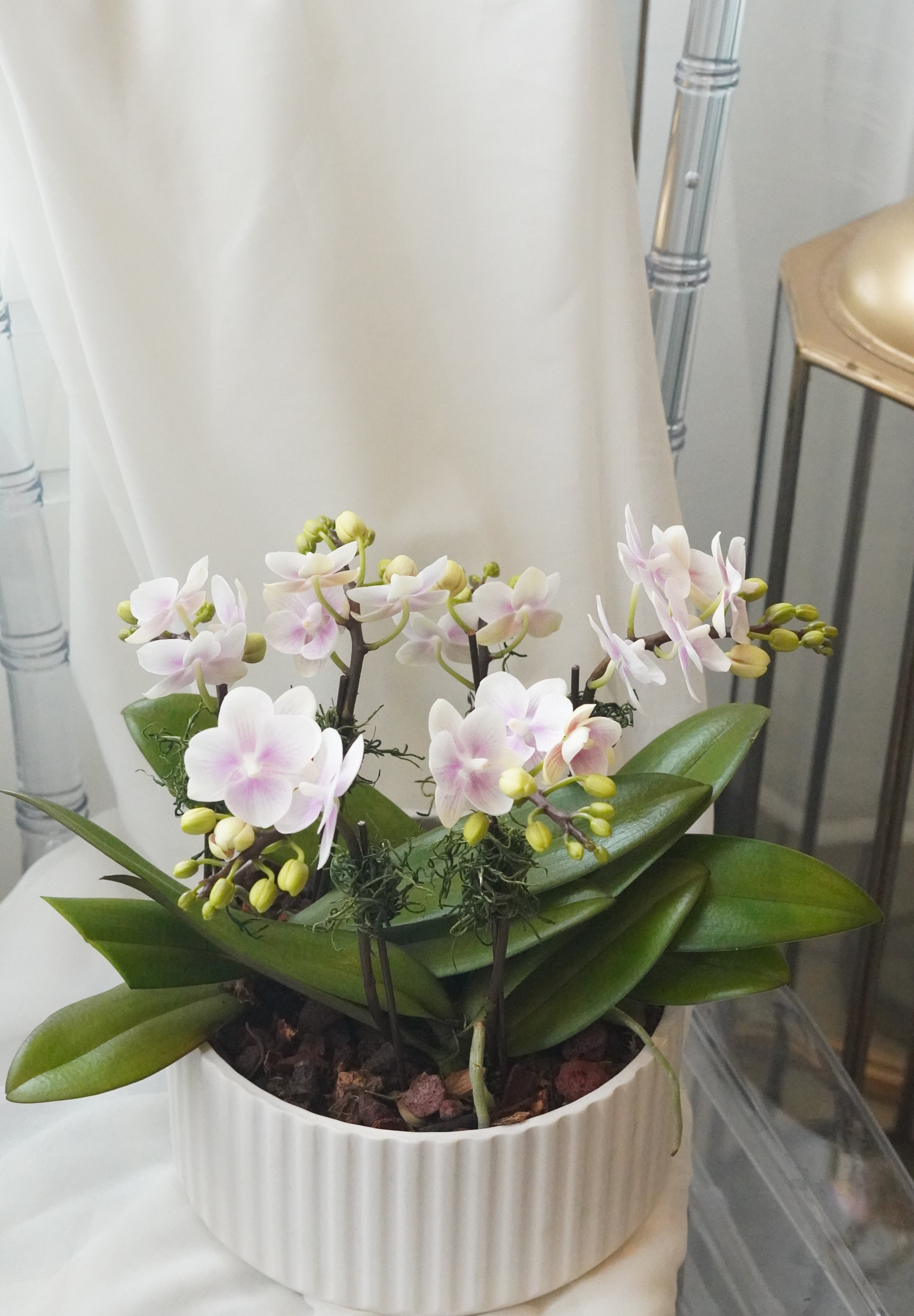 Mini Sympathy Orchids Pot