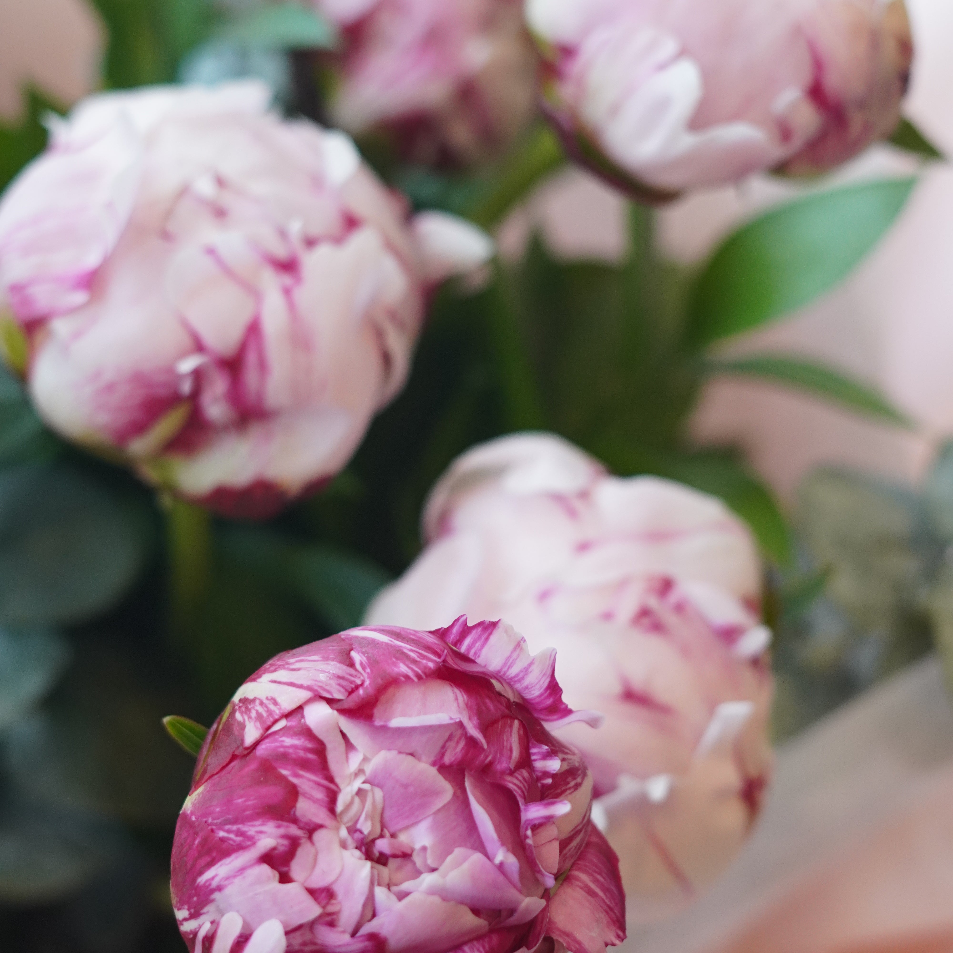 	blooming peonies seasonal bouquet moon’s flowers