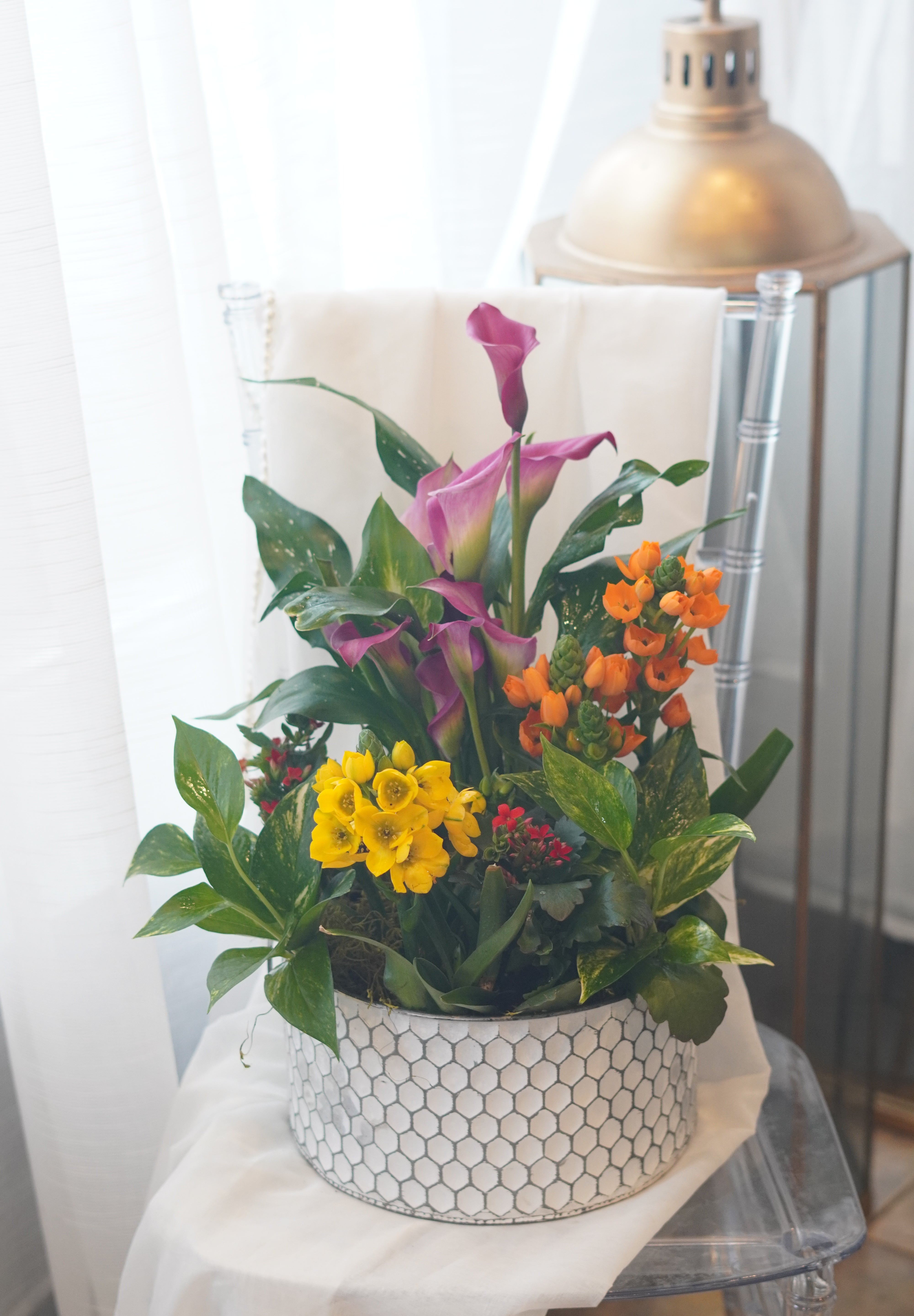 MOTHER'S DAY - Mix Indoor Plant Special