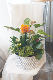 MOTHER'S DAY - Mix Indoor Plant Special