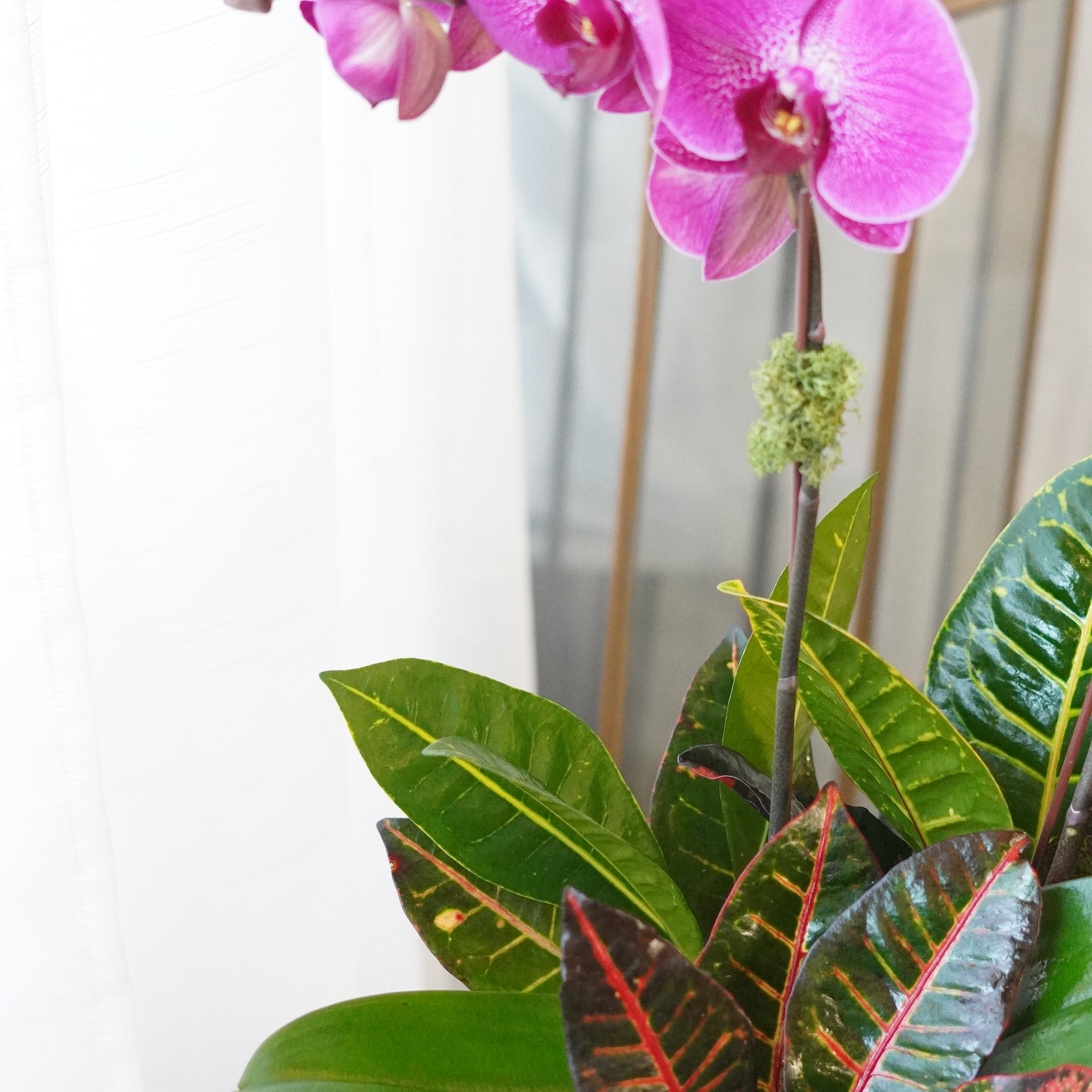 Close-up of purple orchid blooms with Croton foliage — luxury indoor plant GTA