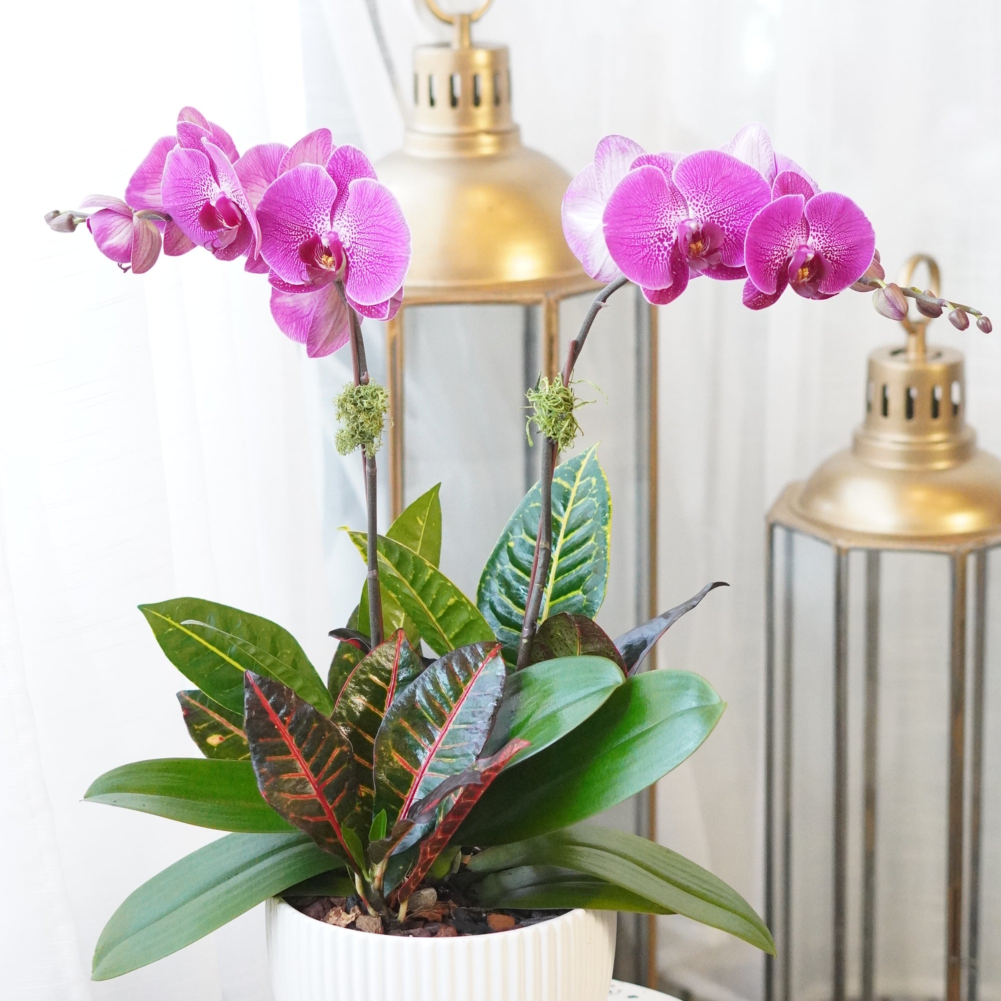 Purple orchid and Croton plant in white ribbed ceramic pot — sympathy plant delivery Toronto