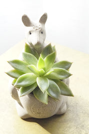 Small Succulent