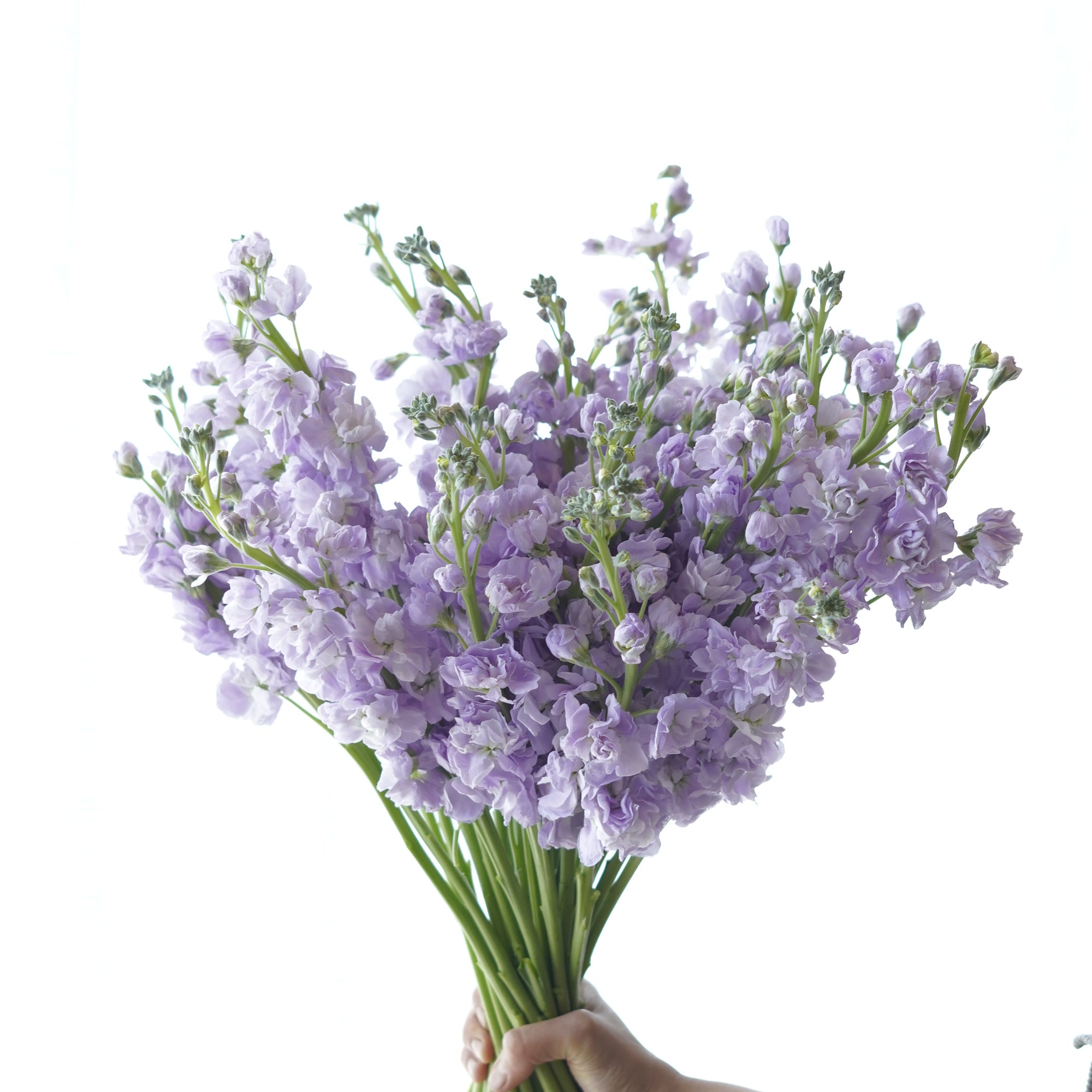 Fresh lavender stock flowers per stem – Moon's Flowers Toronto
