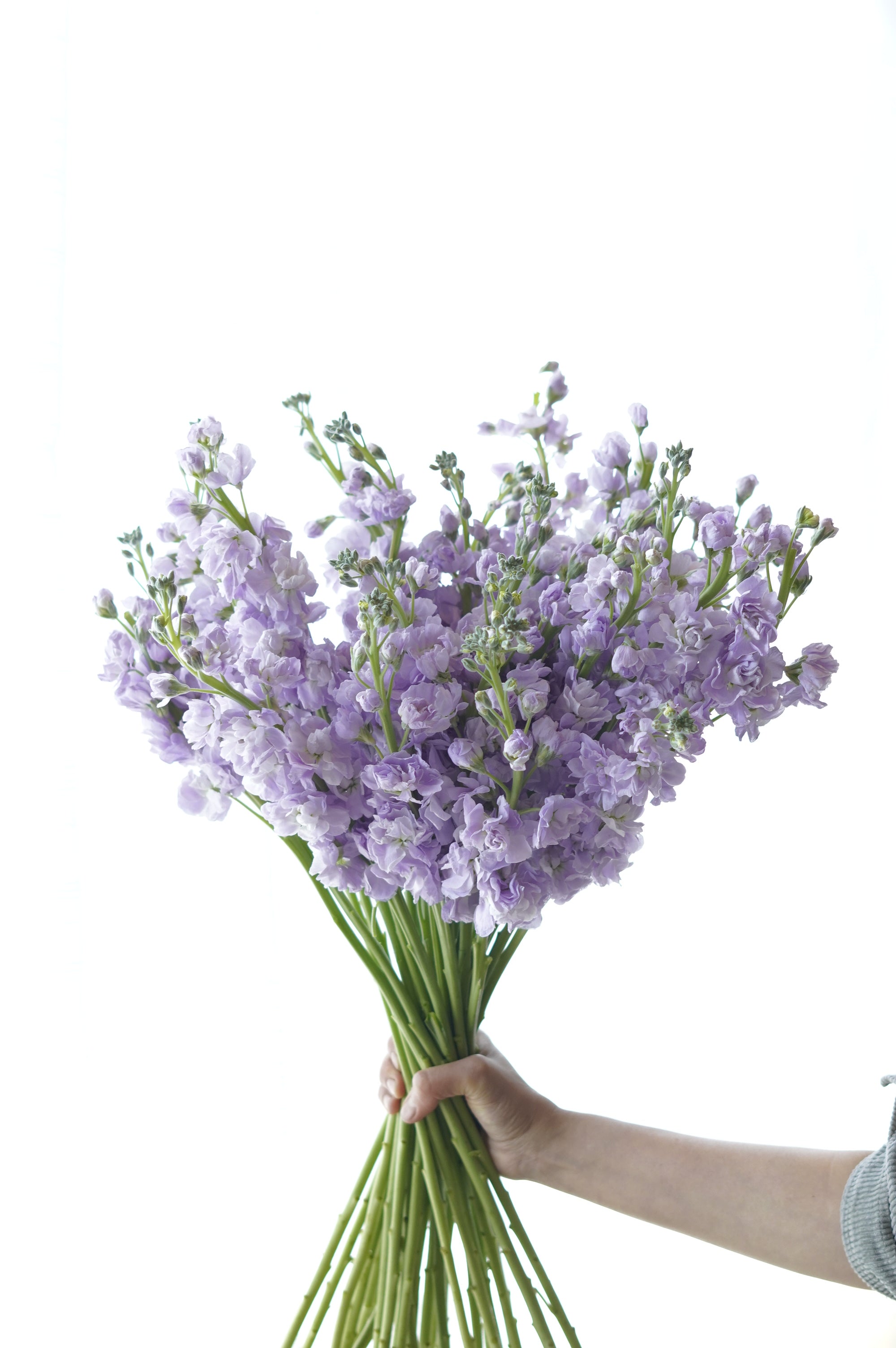 Fresh lavender stock flowers per stem – Moon's Flowers Toronto
