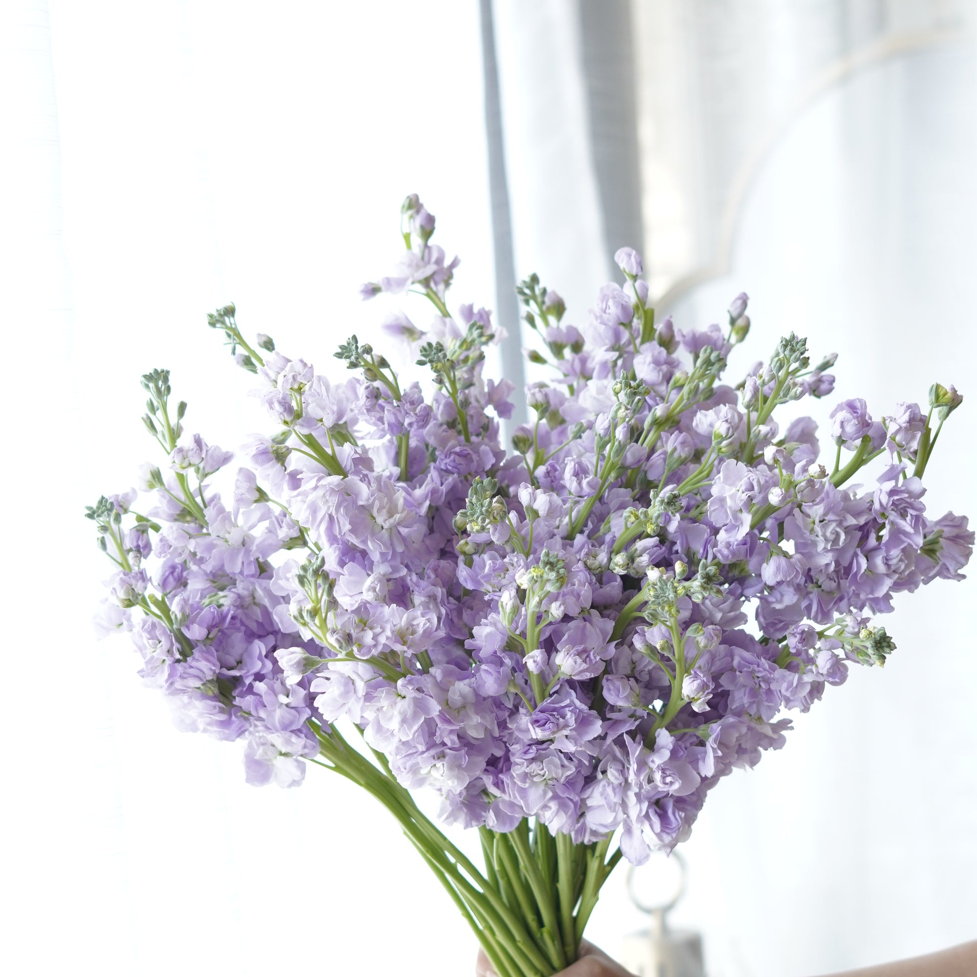 Lavender stock flower bouquet for same-day delivery in Toronto
