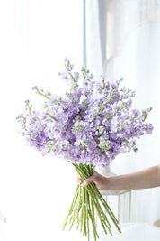 Elegant lavender stock flowers perfect for weddings, birthdays, and gifts – Toronto florist
