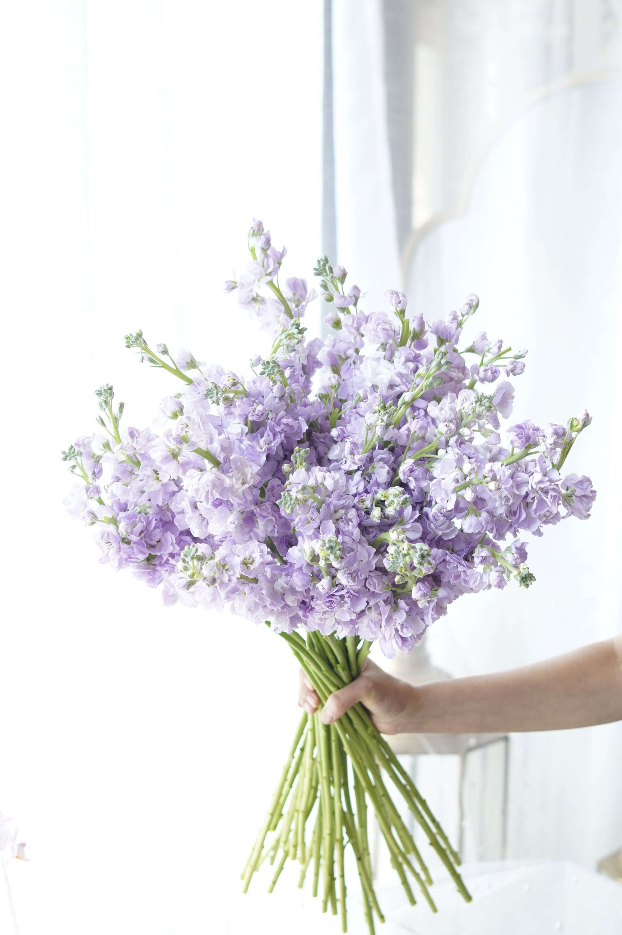 Elegant lavender stock flowers perfect for weddings, birthdays, and gifts – Toronto florist
