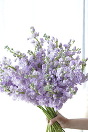 Sweet-scented lavender stock flower stems – buy per stem at Moon's Flowers
