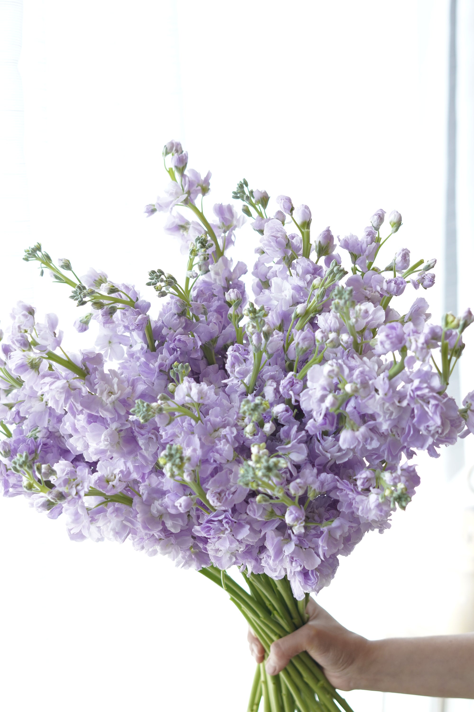 Sweet-scented lavender stock flower stems – buy per stem at Moon's Flowers
