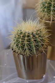 Golden Barrel Cactus in gold ceramic planter
Premium indoor cactus for modern home décor
Luxury cactus gift Toronto
Golden Barrel Cactus office plant