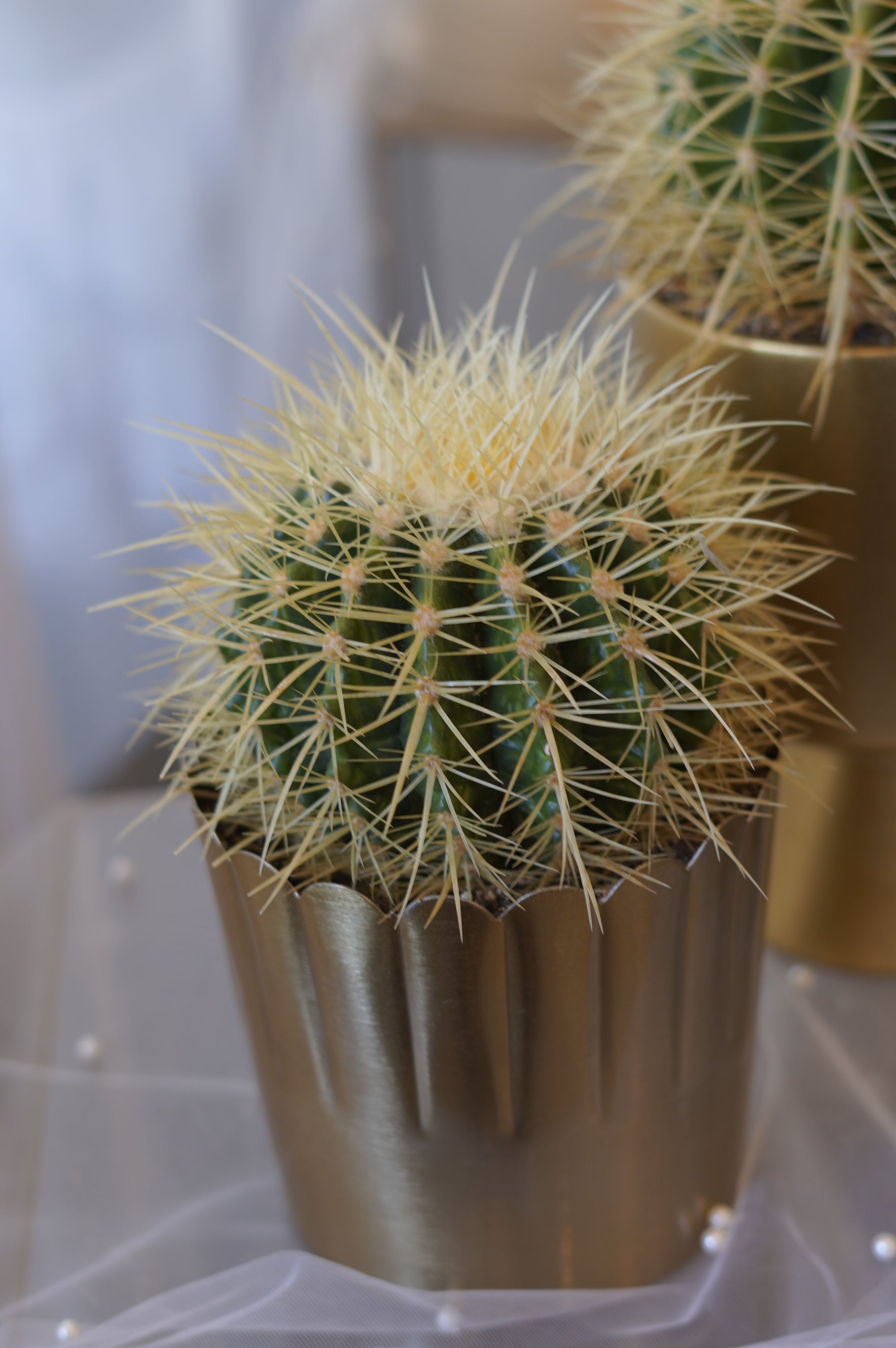 Golden Barrel Cactus in gold ceramic planter
Premium indoor cactus for modern home décor
Luxury cactus gift Toronto
Golden Barrel Cactus office plant