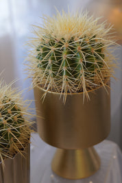 Golden Barrel Cactus in gold ceramic planter
Premium indoor cactus for modern home décor
Luxury cactus gift Toronto
Golden Barrel Cactus office plant