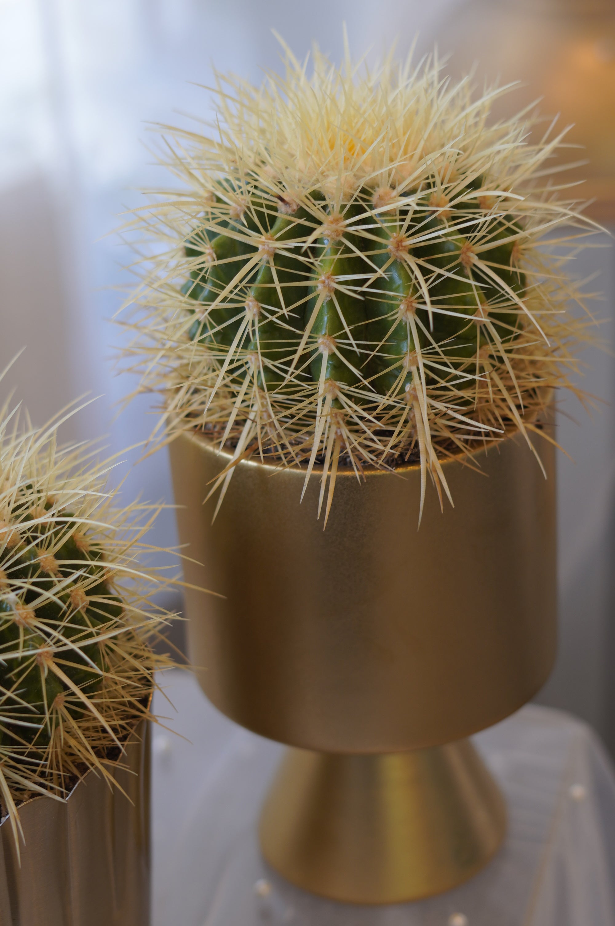 Golden Barrel Cactus in gold ceramic planter
Premium indoor cactus for modern home décor
Luxury cactus gift Toronto
Golden Barrel Cactus office plant