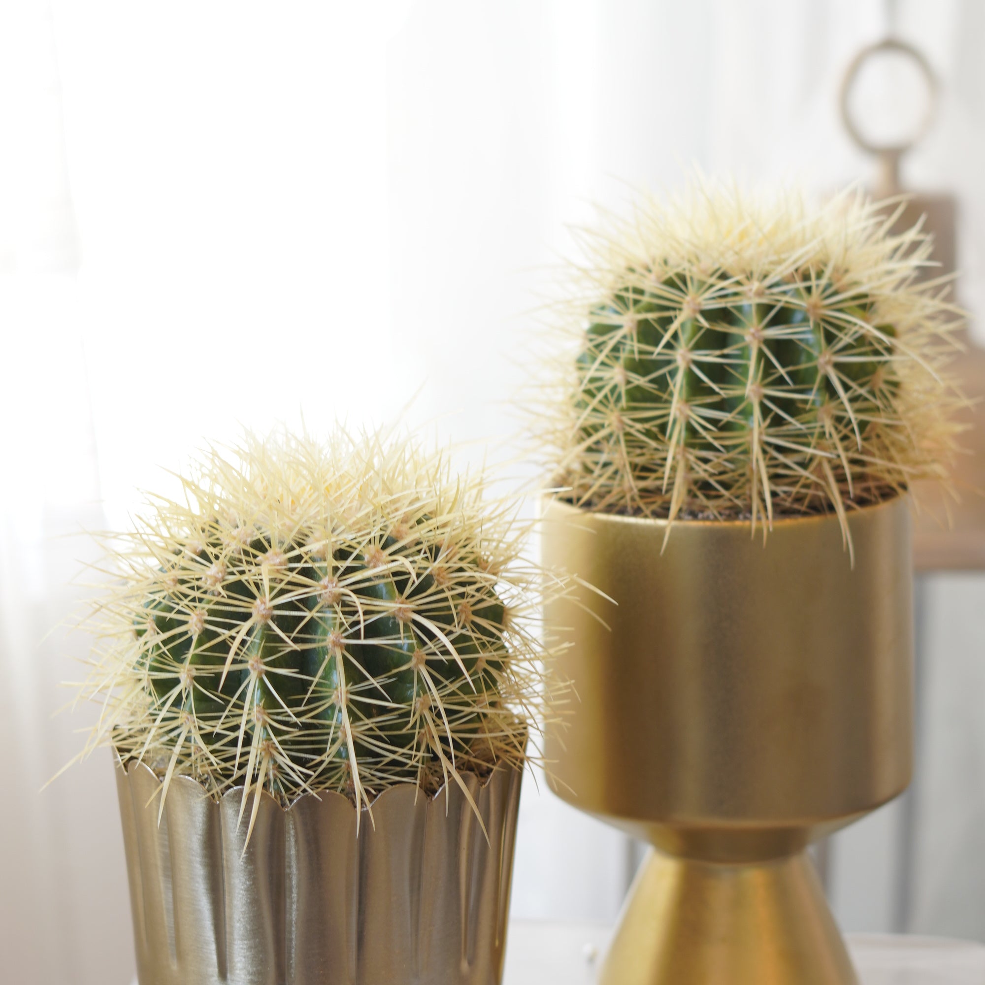 Golden Barrel Cactus in gold ceramic planter
Premium indoor cactus for modern home décor
Luxury cactus gift Toronto
Golden Barrel Cactus office plant