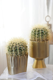 Golden Barrel Cactus in gold ceramic planter
Premium indoor cactus for modern home décor
Luxury cactus gift Toronto
Golden Barrel Cactus office plant