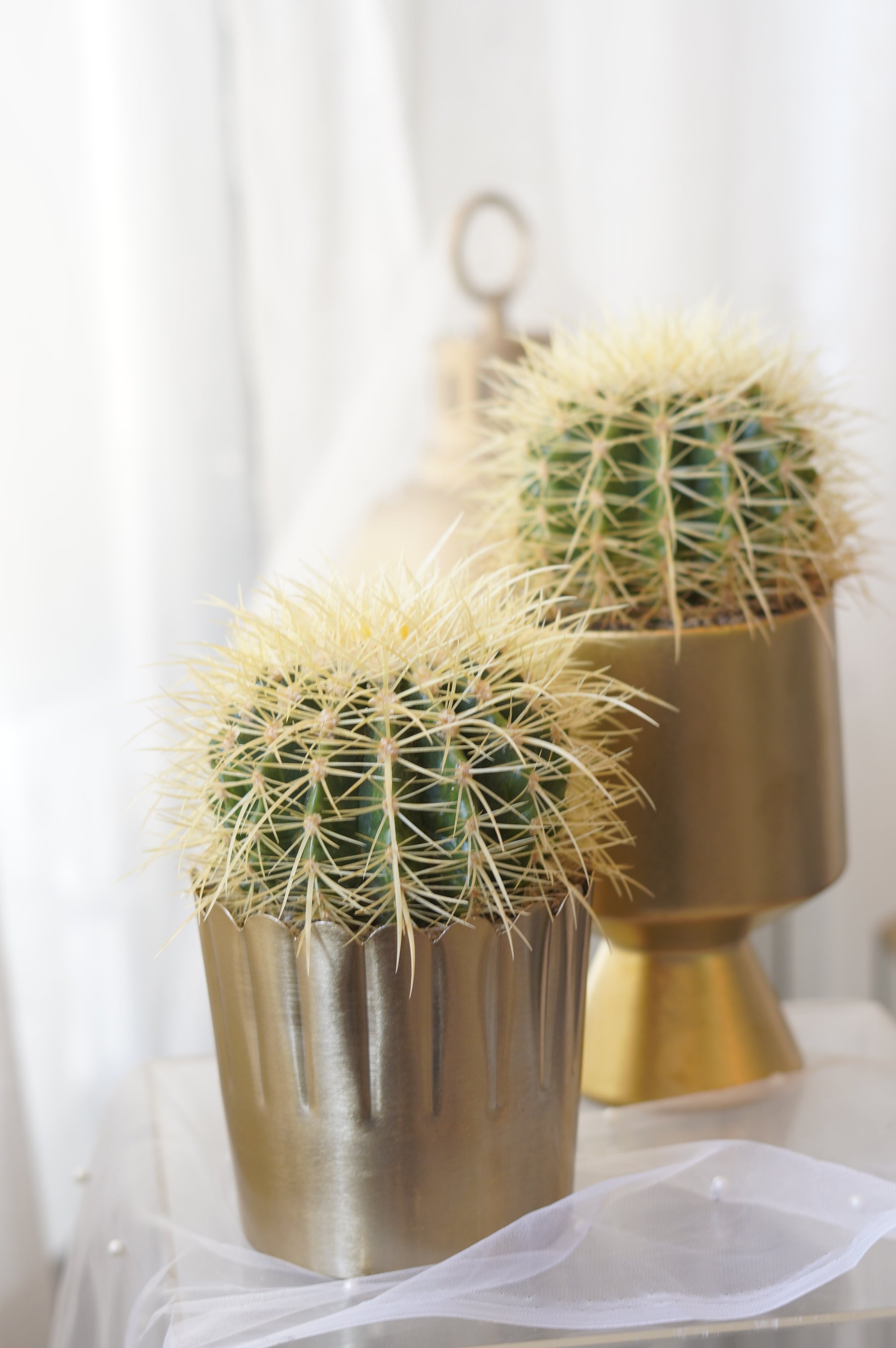 Golden Barrel Cactus in gold ceramic planter
Premium indoor cactus for modern home décor
Luxury cactus gift Toronto
Golden Barrel Cactus office plant