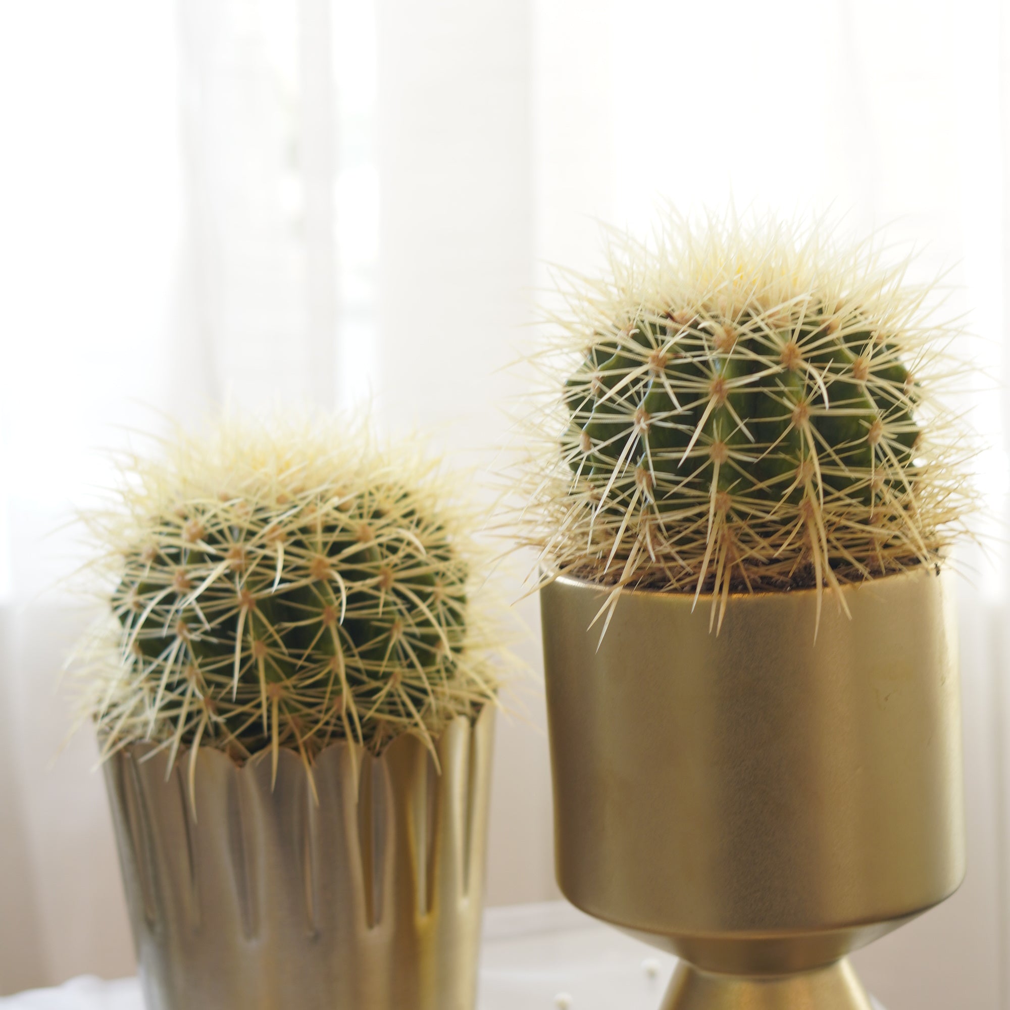 Golden Barrel Cactus in gold ceramic planter
Premium indoor cactus for modern home décor
Luxury cactus gift Toronto
Golden Barrel Cactus office plant