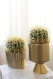 Golden Barrel Cactus in gold ceramic planter
Premium indoor cactus for modern home décor
Luxury cactus gift Toronto
Golden Barrel Cactus office plant