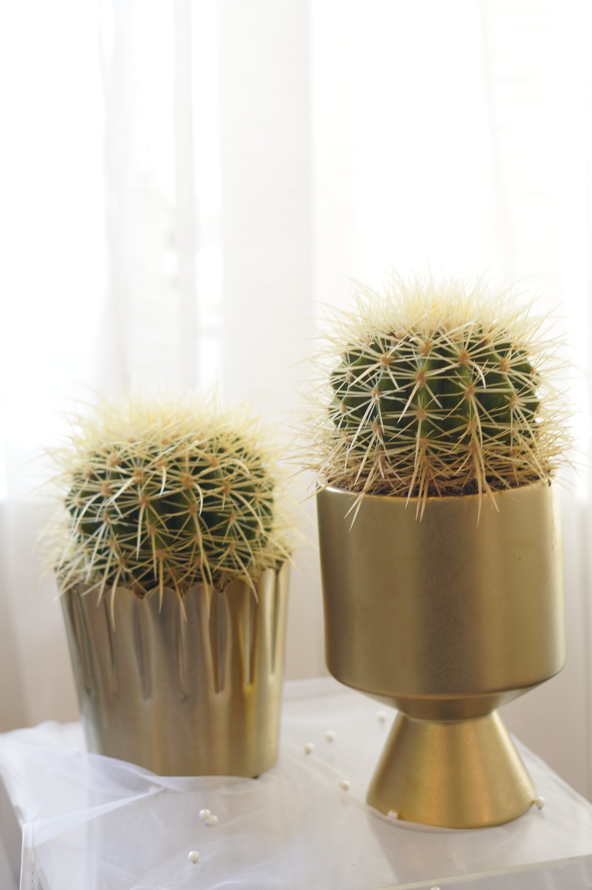 Golden Barrel Cactus in gold ceramic planter
Premium indoor cactus for modern home décor
Luxury cactus gift Toronto
Golden Barrel Cactus office plant