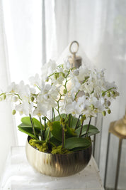 Modern White Orchid Arrangement in Brushed Gold