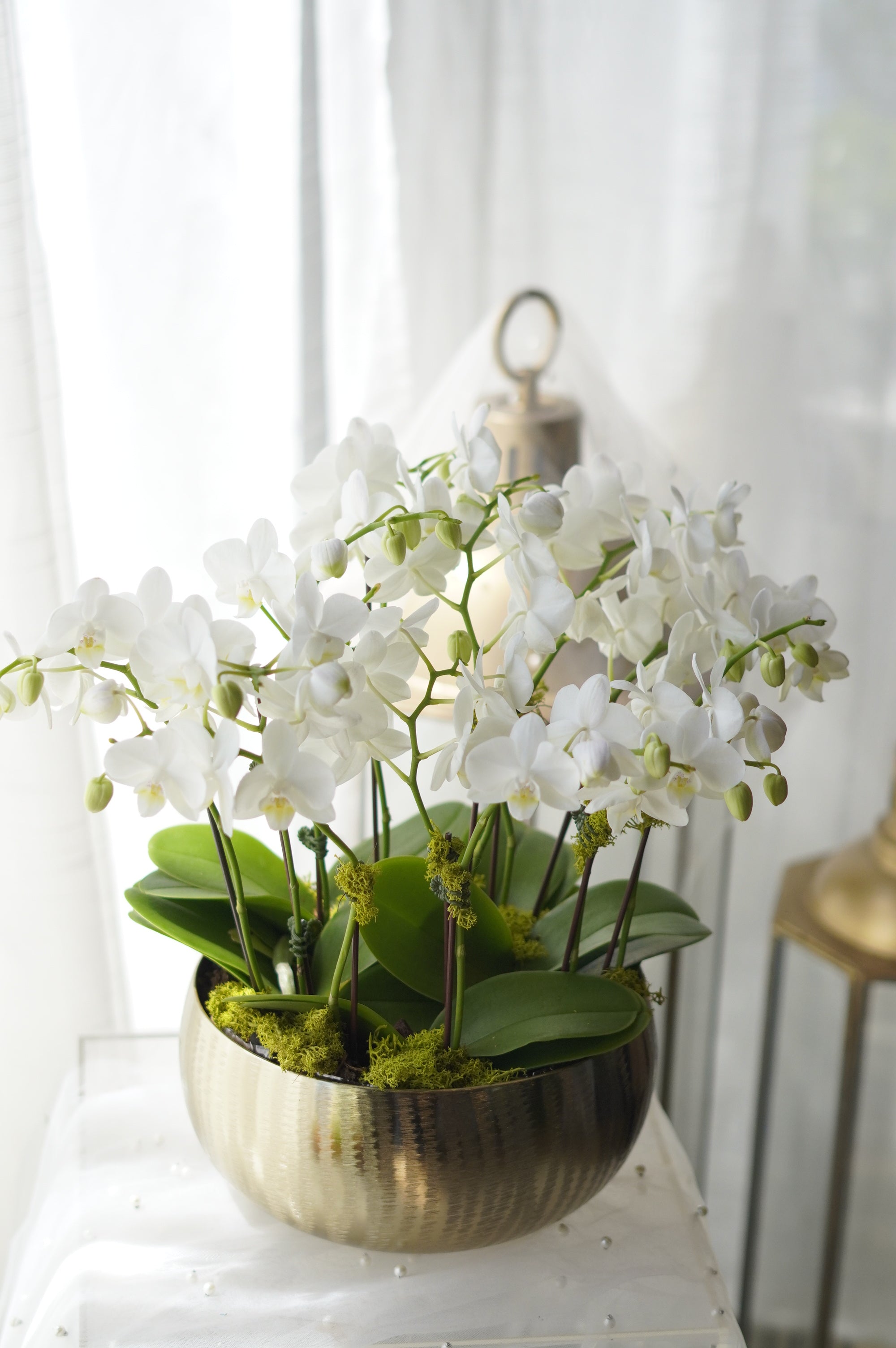 Modern White Orchid Arrangement in Brushed Gold