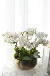 Modern White Orchid Arrangement in Brushed Gold