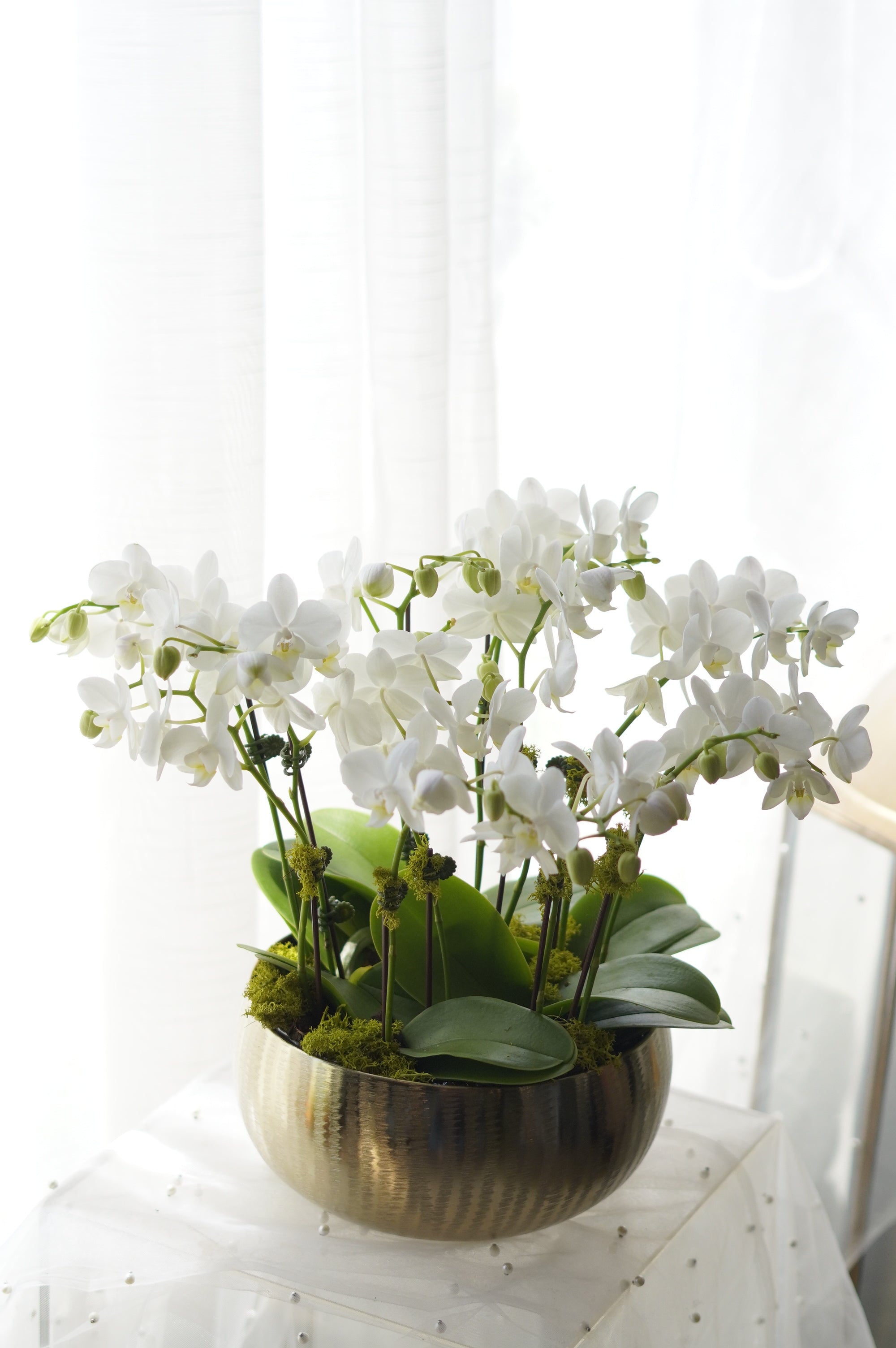 Modern White Orchid Arrangement in Brushed Gold