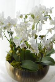 Modern White Orchid Arrangement in Brushed Gold
