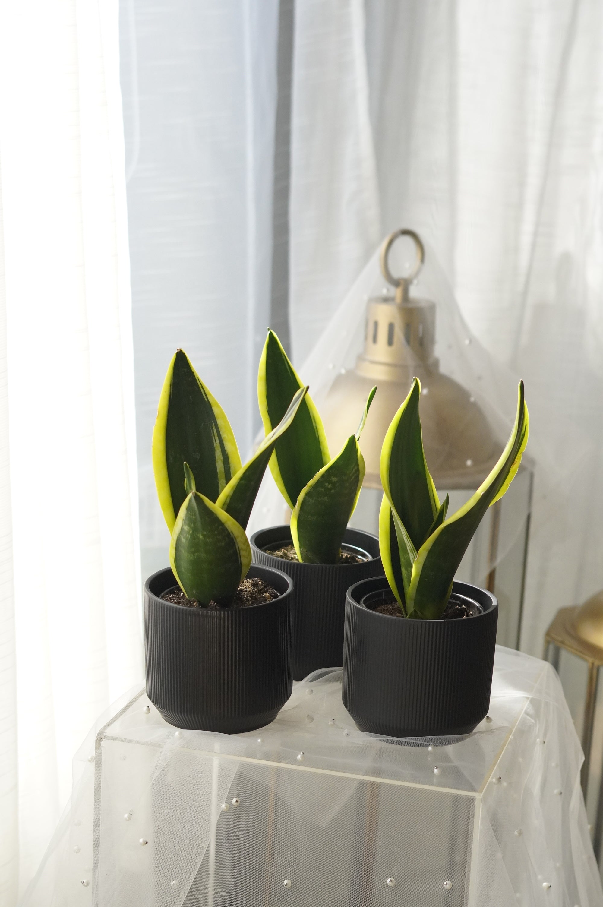Snake Plant in matte black ceramic planter
Modern Sansevieria indoor plant
Air-purifying Snake Plant for home décor
Premium Snake Plant gift Toronto