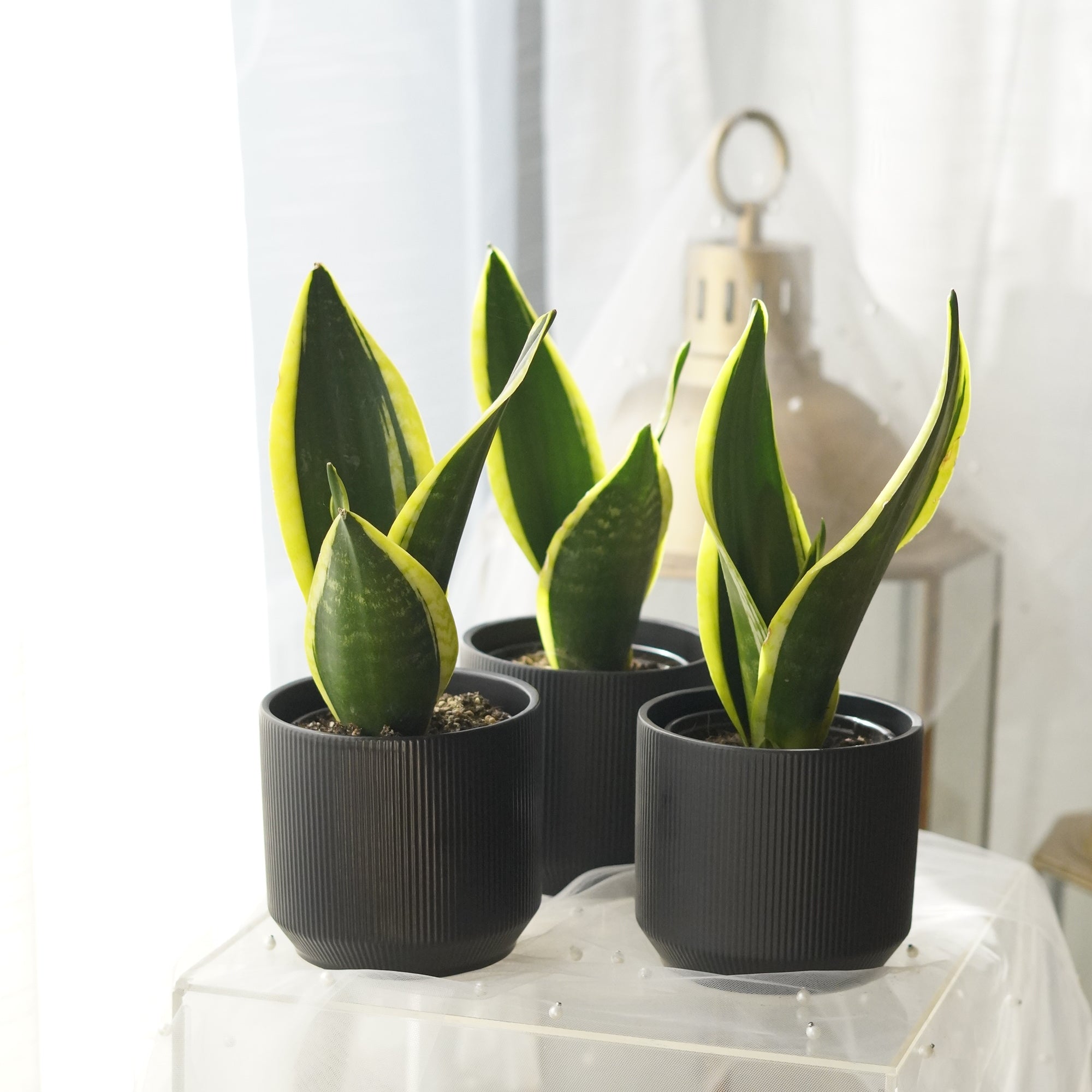 Snake Plant in matte black ceramic planter
Modern Sansevieria indoor plant
Air-purifying Snake Plant for home décor
Premium Snake Plant gift Toronto
