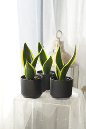 Snake Plant in matte black ceramic planter
Modern Sansevieria indoor plant
Air-purifying Snake Plant for home décor
Premium Snake Plant gift Toronto