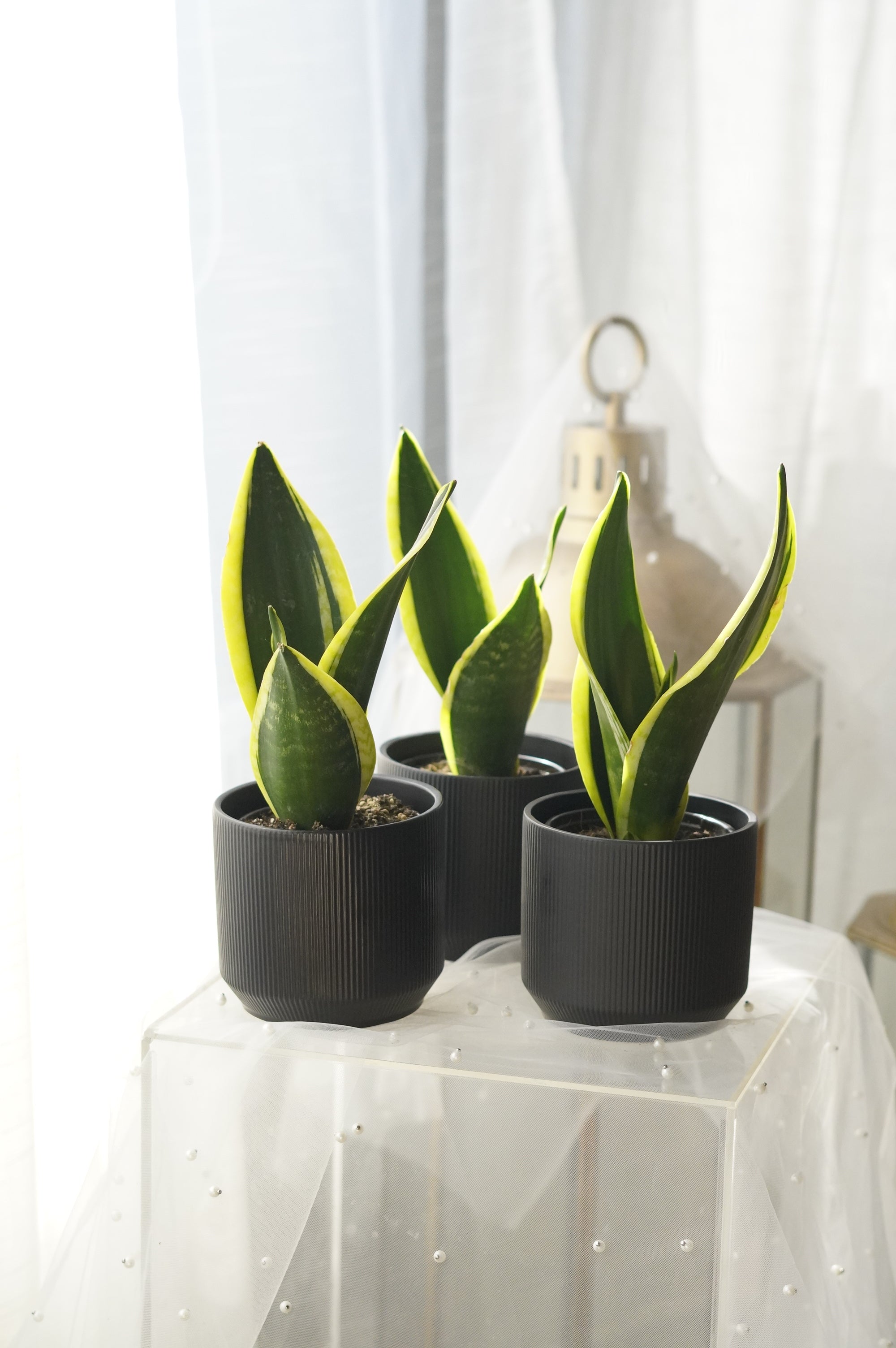 Snake Plant in matte black ceramic planter
Modern Sansevieria indoor plant
Air-purifying Snake Plant for home décor
Premium Snake Plant gift Toronto