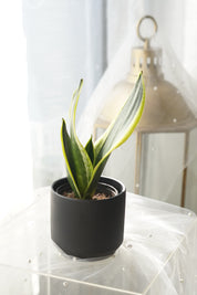 Snake Plant in matte black ceramic planter
Modern Sansevieria indoor plant
Air-purifying Snake Plant for home décor
Premium Snake Plant gift Toronto
