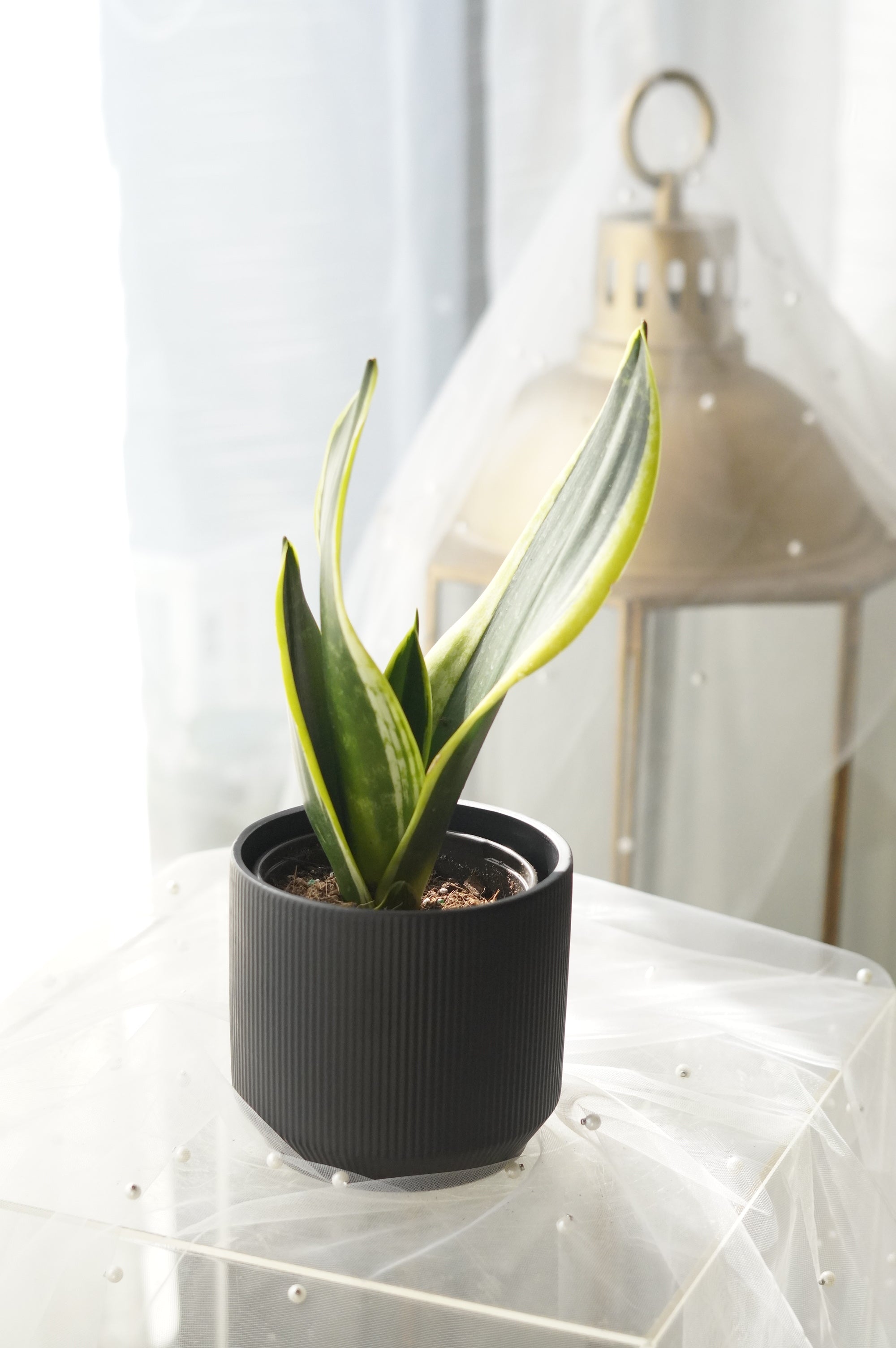 Snake Plant in matte black ceramic planter
Modern Sansevieria indoor plant
Air-purifying Snake Plant for home décor
Premium Snake Plant gift Toronto
