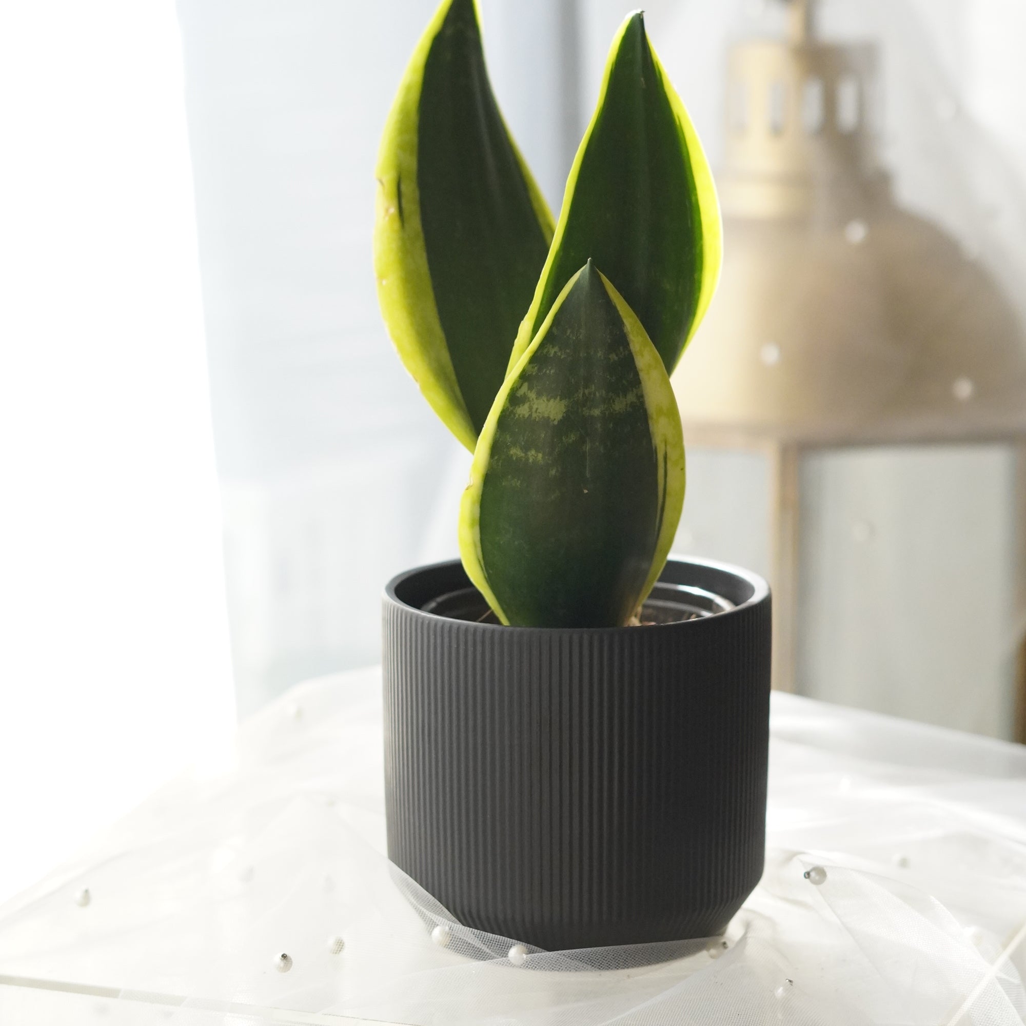 Snake Plant in matte black ceramic planter
Modern Sansevieria indoor plant
Air-purifying Snake Plant for home décor
Premium Snake Plant gift Toronto