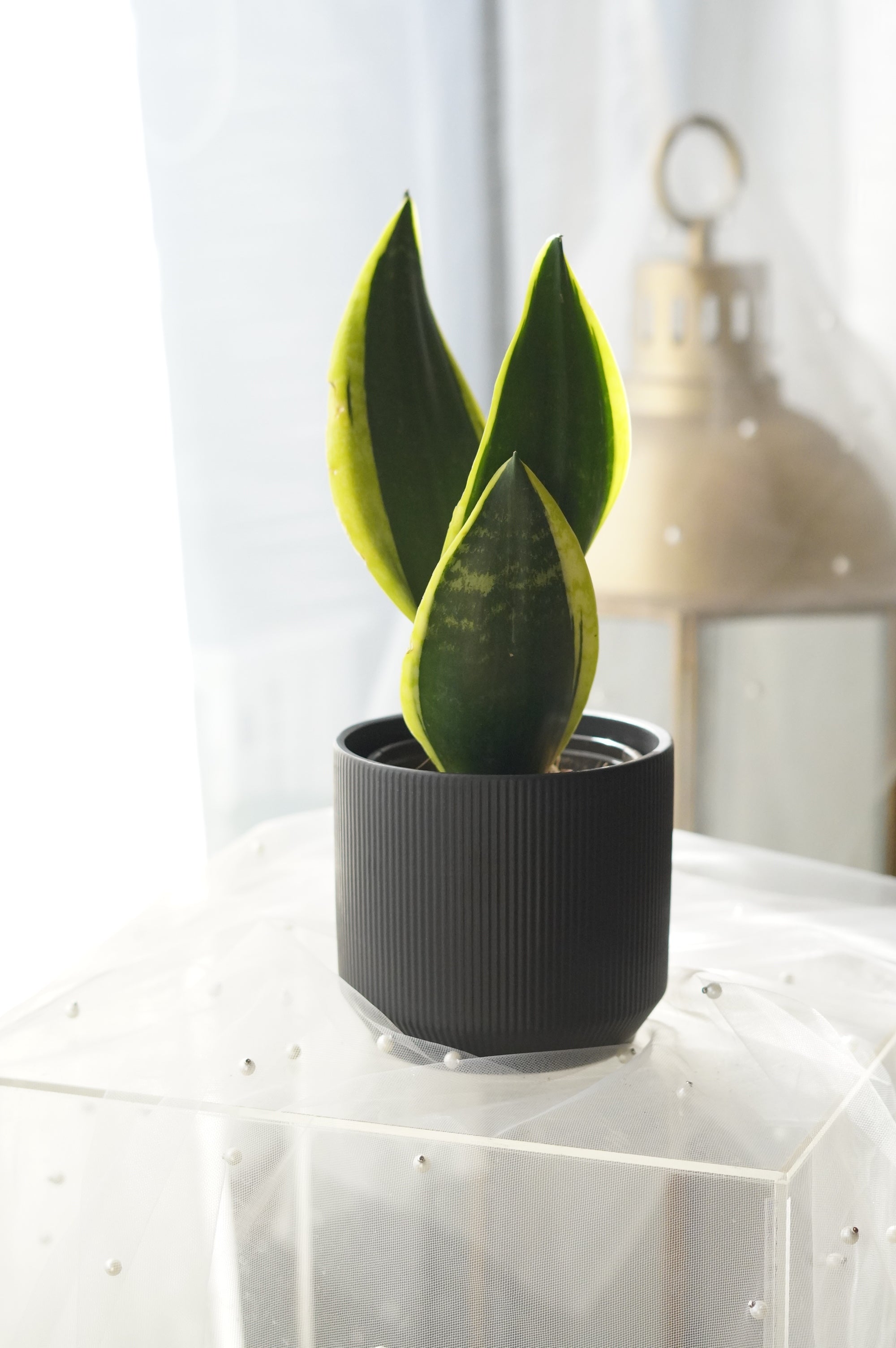 Snake Plant in matte black ceramic planter
Modern Sansevieria indoor plant
Air-purifying Snake Plant for home décor
Premium Snake Plant gift Toronto